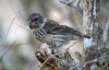 Extinction looms for Charles Darwin’s finches, and humans are to blame