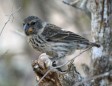 Extinction looms for Charles Darwin’s finches, and humans are to blame