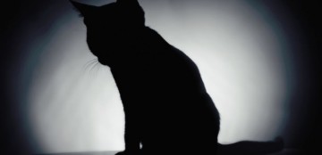 Big ‘Schrödinger’s Cats’ created