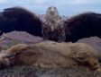 Camera trap snaps sea eagle with road-kill stag