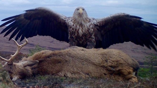 Camera trap snaps sea eagle with road-kill stag