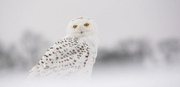 Take a gander: Audubon Society’s Christmas bird count underway