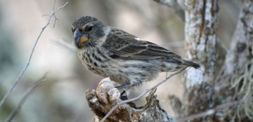 Extinction looms for Charles Darwin’s finches, and humans are to blame
