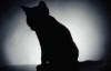 Big ‘Schrödinger’s Cats’ created