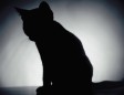 Big ‘Schrödinger’s Cats’ created