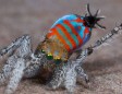 10 strangest animal discoveries of 2015