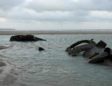 German WW1 submarine emerges off French coast
