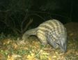 Pangolins: Rare insight into world’s most trafficked mammal