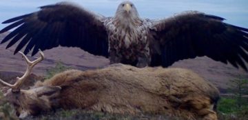 Camera trap snaps sea eagle with road-kill stag