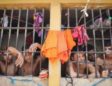 Brazil prison riots: What’s the cause?